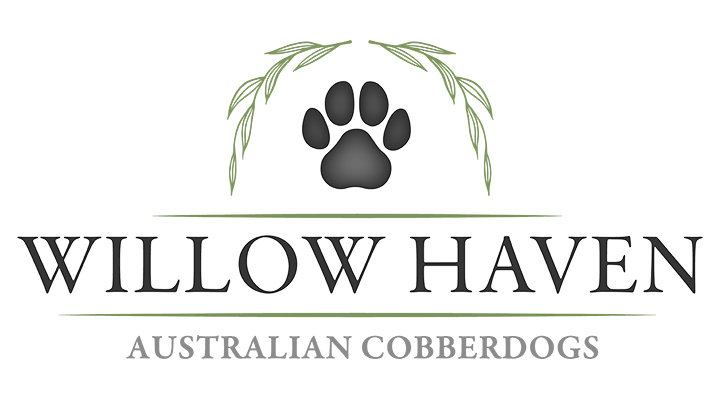 Willow Haven Australian Cobberdogs Willow Haven Australian Cobberdogs